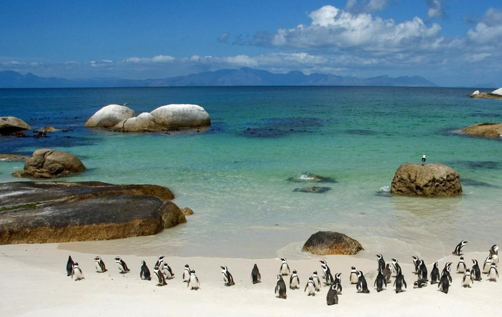 South African Penguins on the Beach